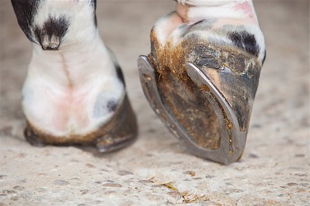 Detailed view of horse foot hoof outside stables Stockbilder - Microstock & Abonnement, Bildnummer: 400-08344760