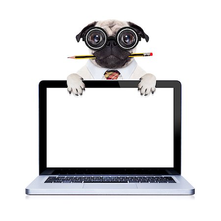 dumb crazy pug dog with nerd glasses as an office business worker with pencil in mouth ,behind laptop pc tablet computer screen,  isolated on white background Stock Photo - Budget Royalty-Free & Subscription, Code: 400-08344915