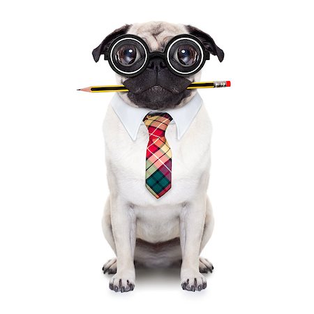 dumb crazy pug dog with nerd glasses as an office business worker with pencil in mouth ,full body ,  isolated on white background Stock Photo - Budget Royalty-Free & Subscription, Code: 400-08344916