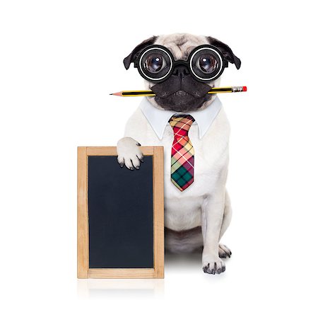 simsearch:400-08413217,k - dumb crazy pug dog with nerd glasses as an office business worker with pencil in mouth ,behind empty blank banner and blackboard,  isolated on white background Stock Photo - Budget Royalty-Free & Subscription, Code: 400-08344917