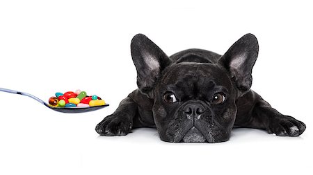 simsearch:400-08152880,k - french bulldog dog  with  headache and sick , ill or with  high fever, suffering ,pills in a spoon,  isolated on white background Photographie de stock - Aubaine LD & Abonnement, Code: 400-08344912