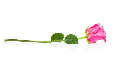 simsearch:400-05033064,k - valentines pink rose isolated on white background, wet, water drops on top as decoration Foto de stock - Royalty-Free Super Valor e Assinatura, Número: 400-08344925