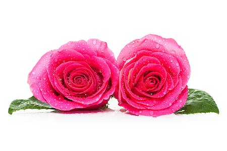 simsearch:400-05033064,k - valentines pink rose isolated on white background, wet, water drops on top as decoration Foto de stock - Royalty-Free Super Valor e Assinatura, Número: 400-08344927