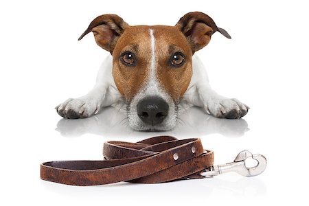 floor dog kid - jack russell dog waiting for a walk with owner, begging and looking at you , isolated on white background Stock Photo - Budget Royalty-Free & Subscription, Code: 400-08344920