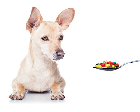 simsearch:400-08152880,k - chihuahua dog  with  headache and sick , ill or with  high fever, suffering ,pills in a spoon,  isolated on white background Photographie de stock - Aubaine LD & Abonnement, Code: 400-08344932