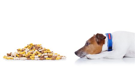 simsearch:400-07208442,k - hungry  jack russell dog beside a big mound or cluster of food , isolated on white background Stockbilder - Microstock & Abonnement, Bildnummer: 400-08345336