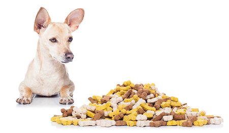 simsearch:400-07208442,k - hungry  chihuahua dog beside a big mound or cluster of food , isolated on white background Stockbilder - Microstock & Abonnement, Bildnummer: 400-08345340