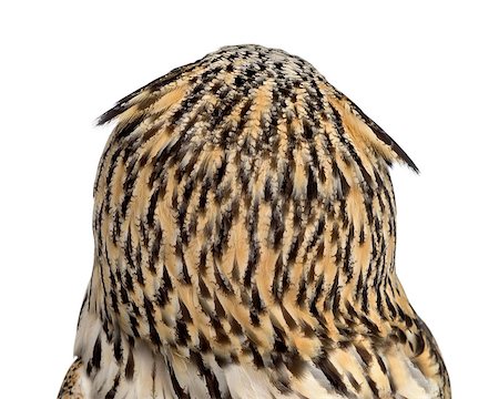 simsearch:400-07253359,k - Rear view close-up of a Siberian Eagle Owl - Bubo bubo (3 years old) in front of a white background Foto de stock - Super Valor sin royalties y Suscripción, Código: 400-08345378