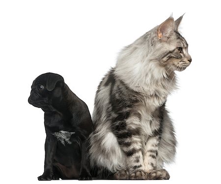simsearch:400-07463744,k - Maine Coon and Pug puppy in front of a white background Photographie de stock - Aubaine LD & Abonnement, Code: 400-08345422
