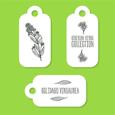 Solidago virgaurea - Siberian herbs. Handdrawn Illustration - Health and Nature Set of Tags Foto de stock - Royalty-Free Super Valor e Assinatura, Número: 400-08346367
