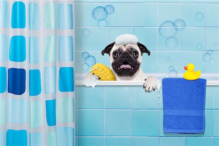 plastic bathtub - pug dog in a bathtub not so amused about that , with yellow plastic duck and towel, behind shower curtain Stock Photo - Budget Royalty-Free & Subscription, Code: 400-08346383