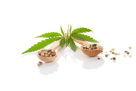 Cannabis seeds on wooden spoon and cannabis leaf isolated on white background. Stock Photo - Budget Royalty-Free & Subscription, Code: 400-08346863