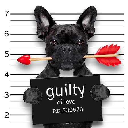 simsearch:400-08898663,k - valentines bulldog  dog with rose in mouth as a mugshot guilty for love Photographie de stock - Aubaine LD & Abonnement, Code: 400-08347741