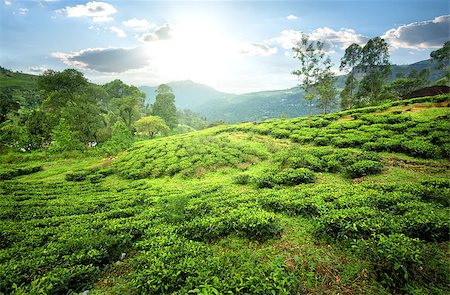 Tea fields of Nuwara Eliya in mountains Stock Photo - Budget Royalty-Free & Subscription, Code: 400-08347805