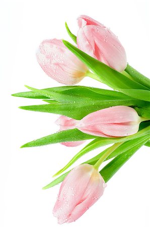 simsearch:400-08011304,k - Bunch of Spring Pink Tulips with Droplets and Leafs isolated on white background Stock Photo - Budget Royalty-Free & Subscription, Code: 400-08348203