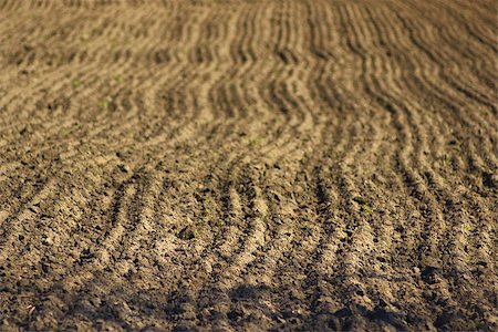 fallow farms - plowed land ready for planting potato in the village in the spring Stock Photo - Budget Royalty-Free & Subscription, Code: 400-08348469