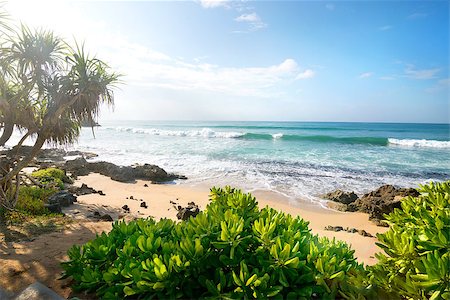simsearch:400-07039613,k - Exotic plants on a sandy beach of indian ocean Stock Photo - Budget Royalty-Free & Subscription, Code: 400-08348498