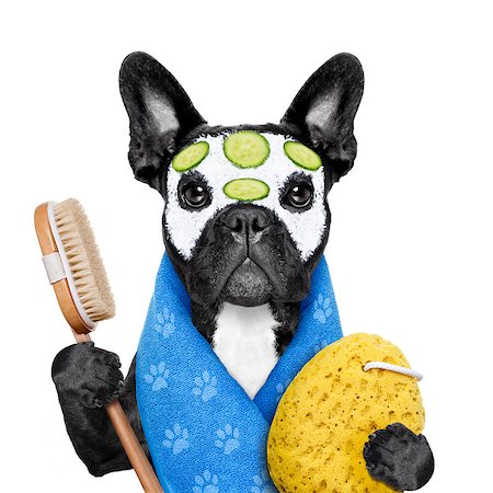 facial mask brush - french bulldog dog relaxing  with beauty mask in   spa wellness center ,getting a facial treatment with  moisturizing cream mask and cucumber , sponge and brush, isolated on white background Stock Photo - Budget Royalty-Free & Subscription, Code: 400-08348779