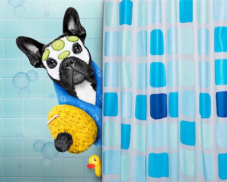 facial mask brush - french bulldog dog in a bathtub not so amused about that , with yellow plastic duck and towel, behind shower curtain  ,face or  beauty mask with cucumber Stock Photo - Budget Royalty-Free & Subscription, Code: 400-08348770