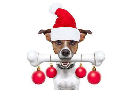 simsearch:400-07050961,k - christmas santa claus dog holding a big bone with mouth decoration xmas balls hanging, isolated on white background Stock Photo - Budget Royalty-Free & Subscription, Code: 400-08340008