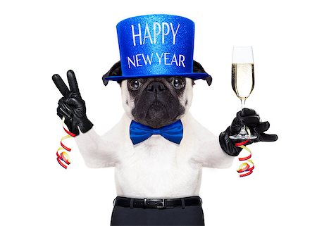 dog christmas light - pug dog  toasting for new years eve with champagne glass ,  isolated on white background Stock Photo - Budget Royalty-Free & Subscription, Code: 400-08340238