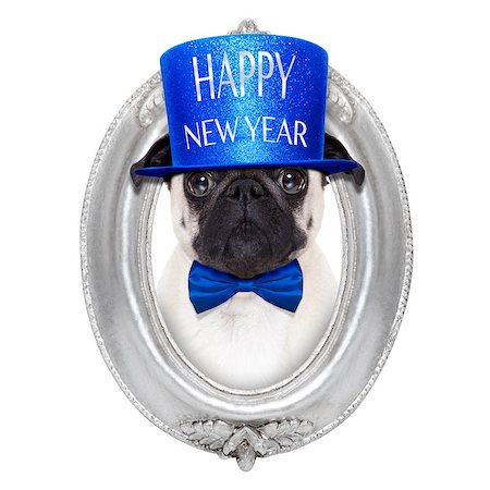 dog christmas light - pug dog  toasting for new years eve inside an oval frame,  isolated on white background Stock Photo - Budget Royalty-Free & Subscription, Code: 400-08340245