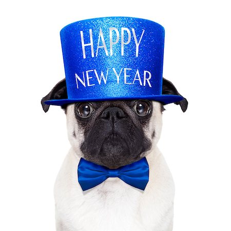simsearch:400-07822392,k - pug dog  toasting for new years eve with happy new year hat ,  isolated on white background Foto de stock - Super Valor sin royalties y Suscripción, Código: 400-08340247