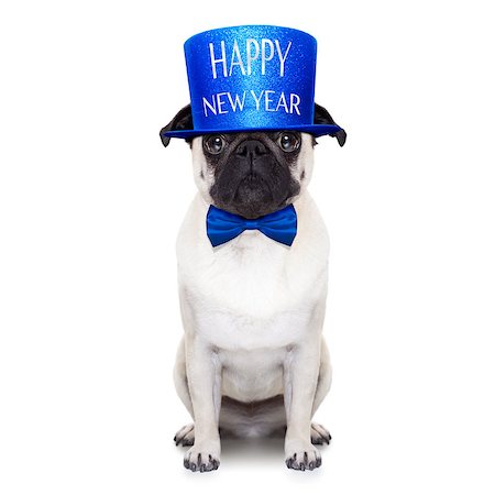 dog christmas light - pug dog  toasting for new years eve , isolated on white background Stock Photo - Budget Royalty-Free & Subscription, Code: 400-08340242