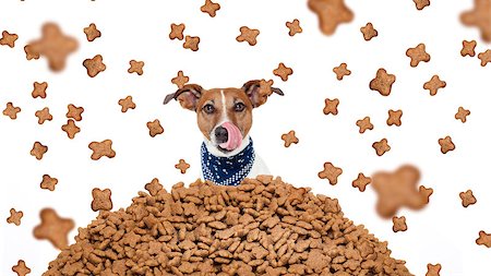 simsearch:400-06927182,k - hungry bulldog dog behind a big mound or cluster of food , food raining all over,isolated on white background Stockbilder - Microstock & Abonnement, Bildnummer: 400-08340559