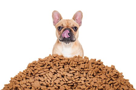 simsearch:400-07208442,k - hungry  bulldog dog behind a big mound or cluster of food , isolated on white background Stockbilder - Microstock & Abonnement, Bildnummer: 400-08340565