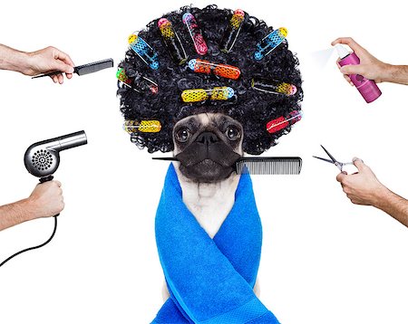 simsearch:400-07046129,k - pug dog  with hair rulers  and afro curly wig  hair at the hairdresser ,isolated on white background Fotografie stock - Microstock e Abbonamento, Codice: 400-08341163