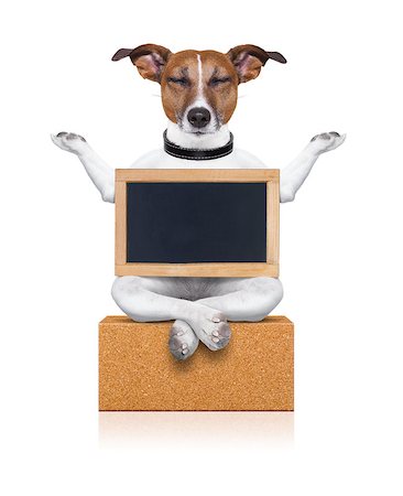 yoga dog posing in a relaxing pose with both arms open and closed eyes,while holding a blank empty placard or blackboard,  isolated on white background Stock Photo - Budget Royalty-Free & Subscription, Code: 400-08341176