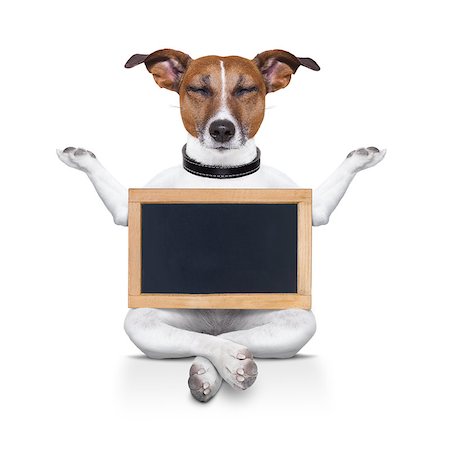 yoga dog posing in a relaxing pose with both arms open and closed eyes,while holding a blank empty placard or blackboard,  isolated on white background Stock Photo - Budget Royalty-Free & Subscription, Code: 400-08341171