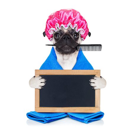 simsearch:400-07046129,k - pug dog ready to have a bath or a shower wearing a bathing cap and towel, isolated on white background holding an empty blank placard or blackboard Fotografie stock - Microstock e Abbonamento, Codice: 400-08341172