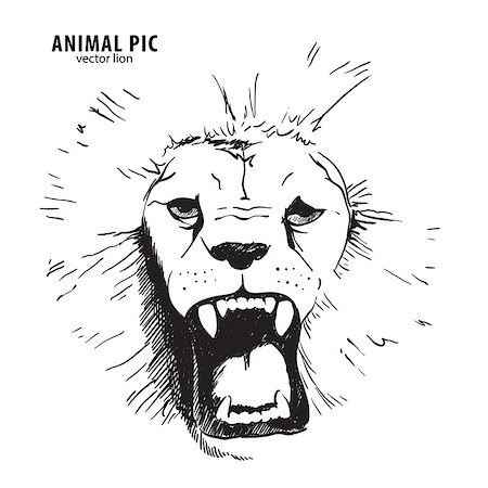 simsearch:400-04397304,k - Sketch lion head on white Foto de stock - Super Valor sin royalties y Suscripción, Código: 400-08341197