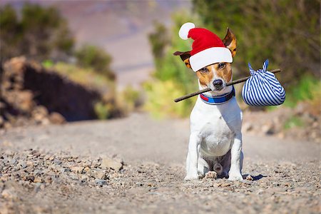 simsearch:400-08696541,k - jack russell dog abandoned and left all alone on the road or street with red santa hat , begging to come home for christmas Foto de stock - Super Valor sin royalties y Suscripción, Código: 400-08341355