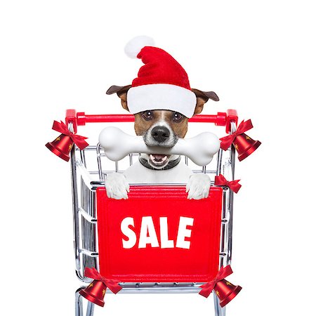 simsearch:400-08735204,k - santa claus dog in a shopping cart at christmas holidays, behind placard or banner , isolated on white background Stock Photo - Budget Royalty-Free & Subscription, Code: 400-08341356