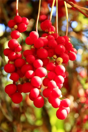 branches of red and ripe schisandra in the garden Photographie de stock - Aubaine LD & Abonnement, Code: 400-08341508