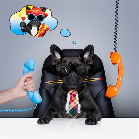 office businessman french bulldog dog  as  boss and chef , busy and burnout , sitting on leather chair and desk, in need for vacation Foto de stock - Super Valor sin royalties y Suscripción, Código: 400-08342030