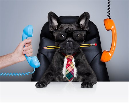 funny office mad - office businessman french bulldog dog  as  boss and chef , busy and burnout , sitting on leather chair and desk, telephones hanging around Stock Photo - Budget Royalty-Free & Subscription, Code: 400-08342031