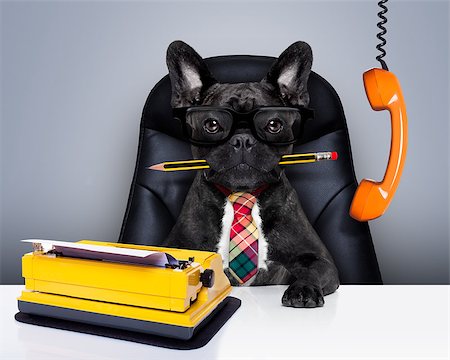 funny office mad - office businessman french bulldog dog  as  boss and chef , with typewriter as a secretary,  sitting on leather chair and desk, in need for vacation Stock Photo - Budget Royalty-Free & Subscription, Code: 400-08342032