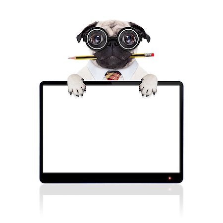 dumb crazy pug dog with nerd glasses as an office business worker with pencil in mouth ,behind laptop pc tablet computer screen,  isolated on white background Stock Photo - Budget Royalty-Free & Subscription, Code: 400-08342182