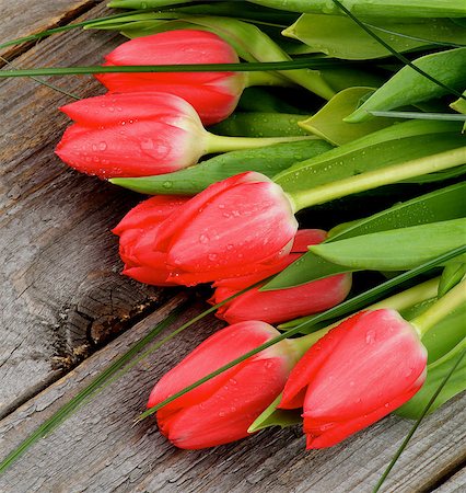 simsearch:400-08011304,k - Bouquet of Seven Red Spring Tulips with Green Grass and Water Drops closeup on Rustic Wooden background Stock Photo - Budget Royalty-Free & Subscription, Code: 400-08342232