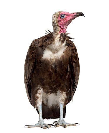 Hooded vulture - Necrosyrtes monachus (11 years old) in front of a white background Stock Photo - Budget Royalty-Free & Subscription, Code: 400-08342710