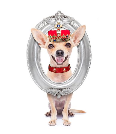 dogs with jewelry - chihuahua dog as king with crown  looking and staring  at you ,behind  hanging frame , isolated on white background Stock Photo - Budget Royalty-Free & Subscription, Code: 400-08342904