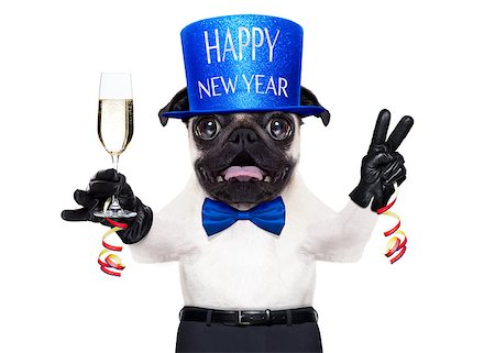 dog christmas light - pug dog  toasting for new years eve with champagne glass ,  isolated on white background Stock Photo - Budget Royalty-Free & Subscription, Code: 400-08343059
