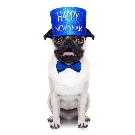 simsearch:400-07822392,k - pug dog  toasting for new years eve , isolated on white background Foto de stock - Super Valor sin royalties y Suscripción, Código: 400-08343060