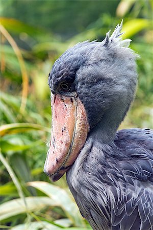 A closeup of the head of a shoebill ( also known as whalehead or shoe-billed stork) Stock Photo - Budget Royalty-Free & Subscription, Code: 400-08343465