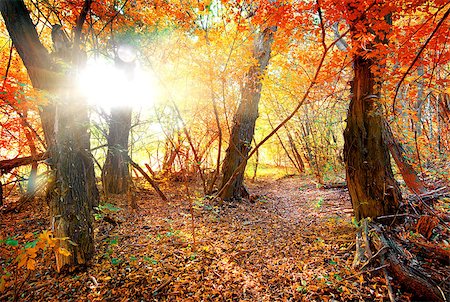 simsearch:400-07932171,k - Bright colors of autumn in calm forest Foto de stock - Super Valor sin royalties y Suscripción, Código: 400-08343793