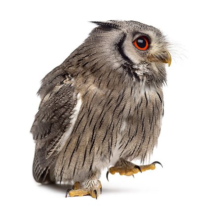 simsearch:400-07255738,k - Northern white-faced owl walking - Ptilopsis leucotis (1 year old) in front of a white background Foto de stock - Super Valor sin royalties y Suscripción, Código: 400-08343985